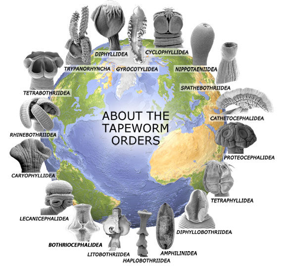 Tapeworm Orders